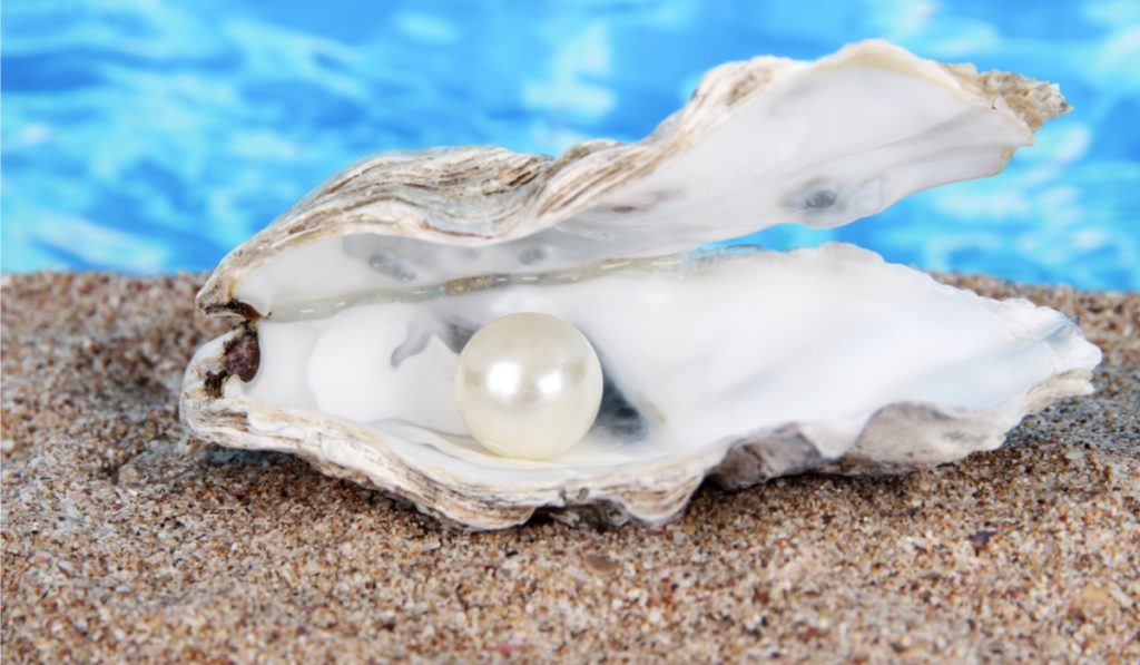 真珠貝