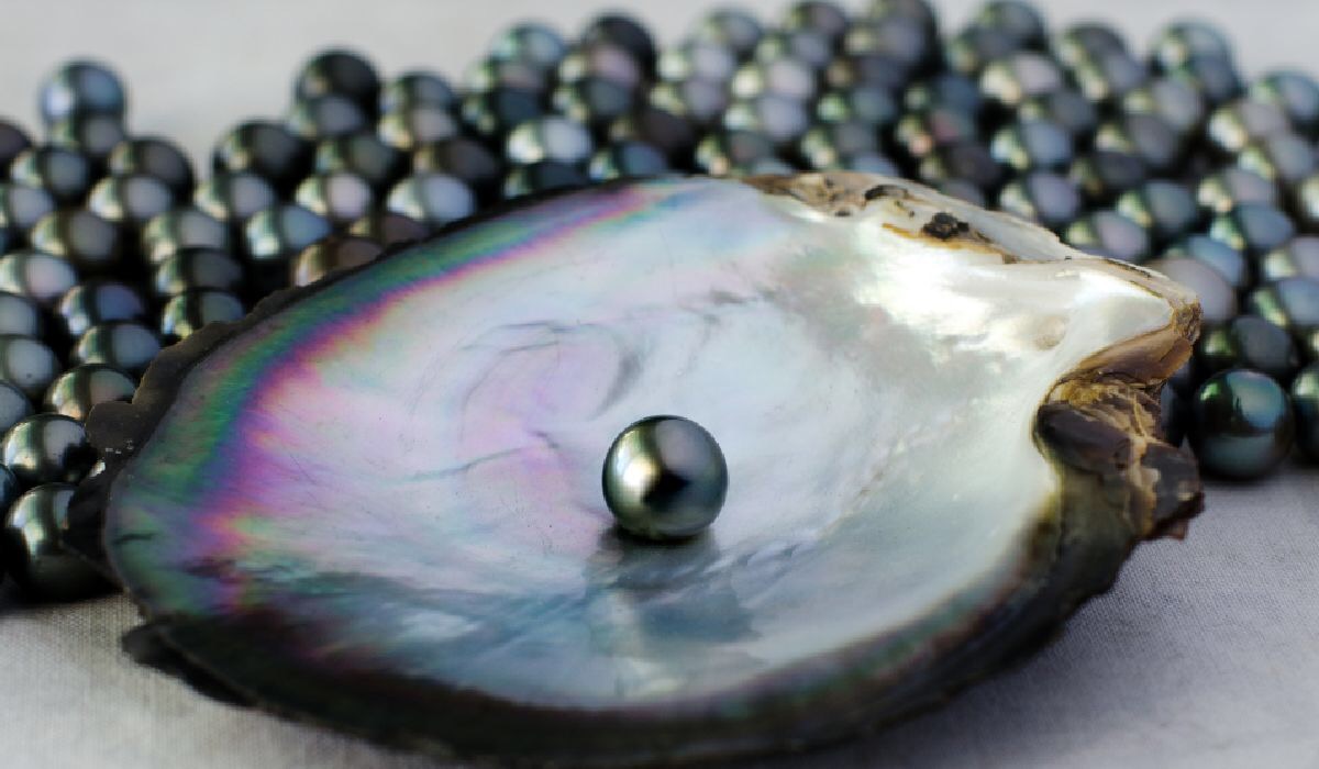 ブラックパール