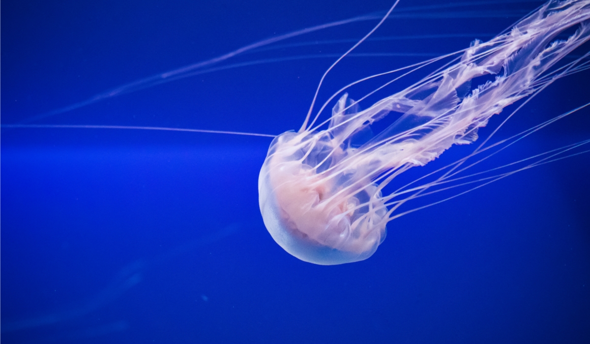 クラゲ