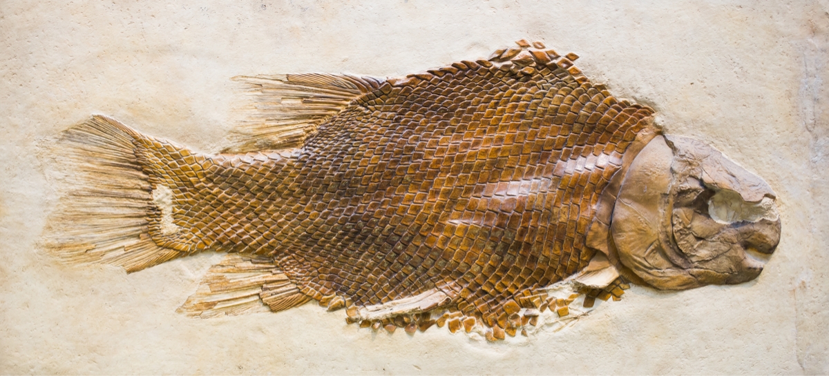 魚の化石