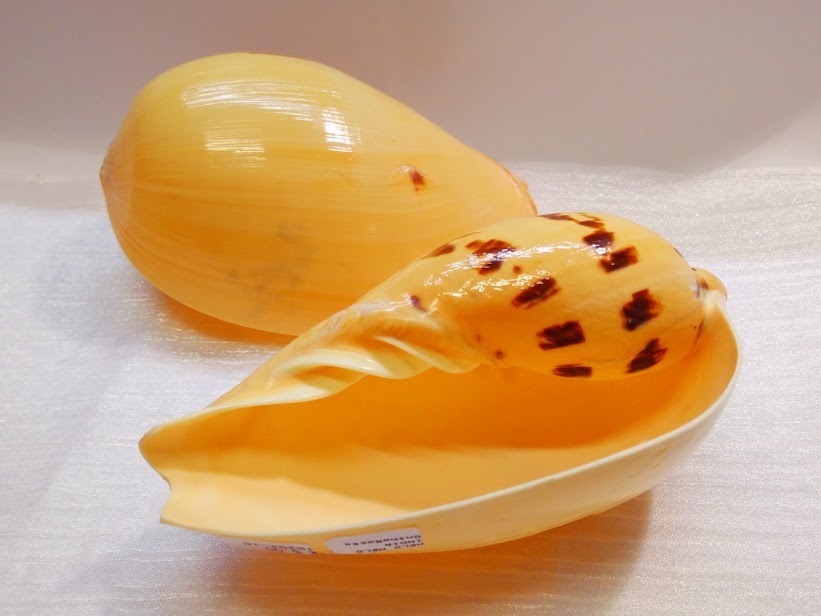 ハルカゼヤシガイとメロパール