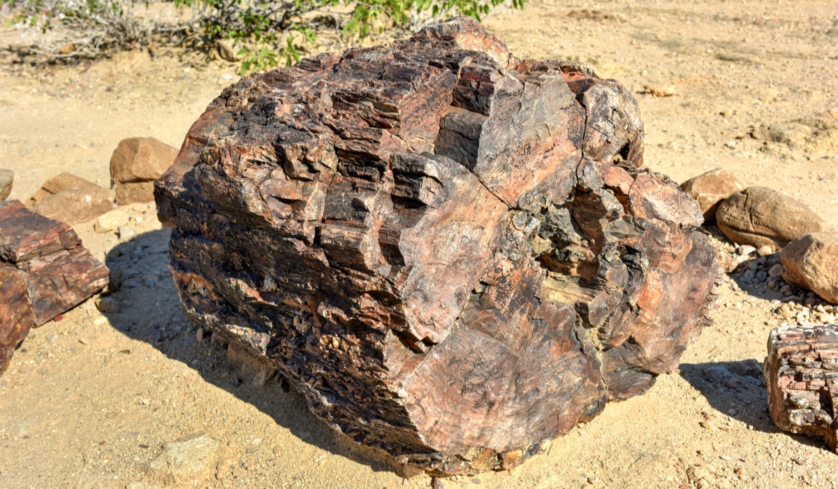 ペトリファイドウッド