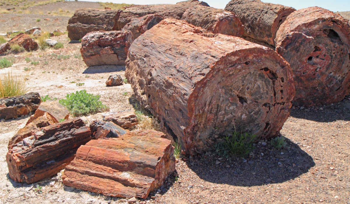 ペトリファイドウッド　ペトリファイドフォレスト