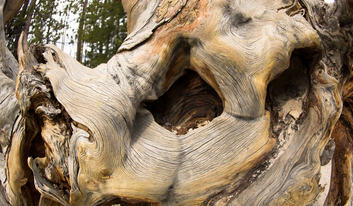 ペトリファイドウッド