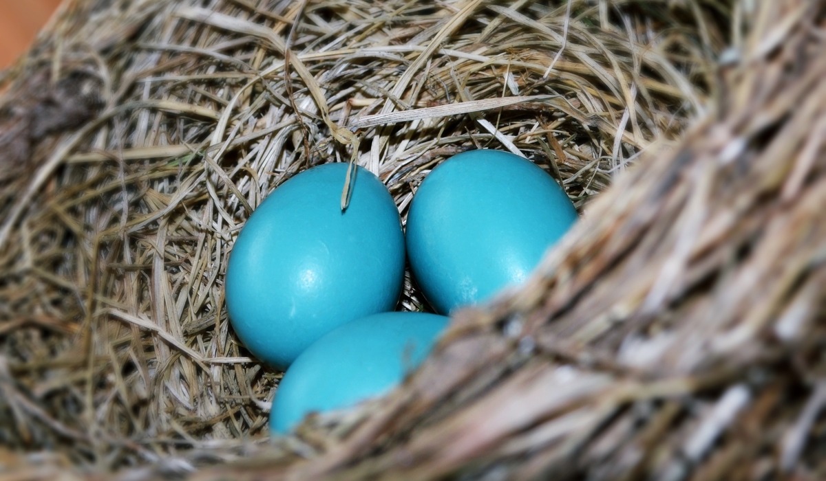 ロビンの卵　ターコイズカラー　ティファニーカラー