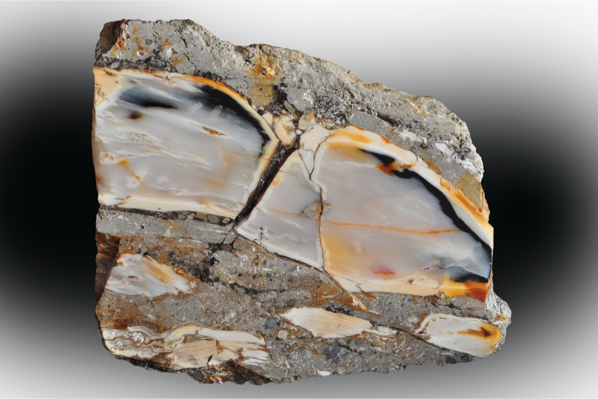 オパール化した珪化木