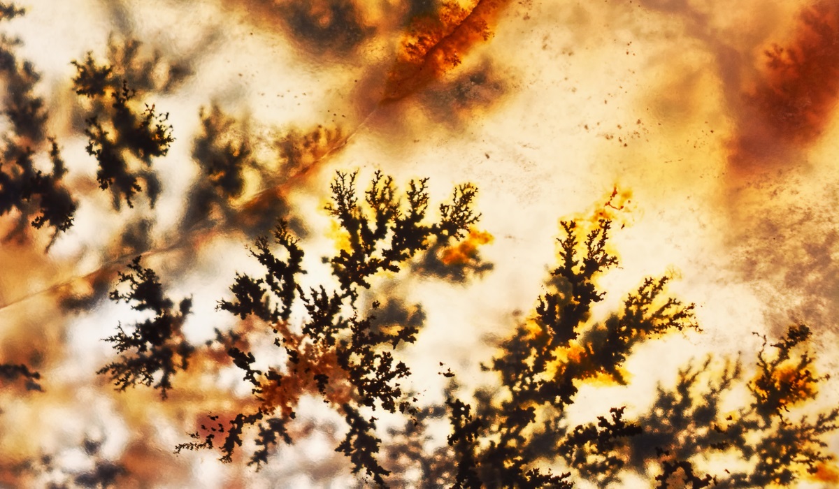 デンドライト アップ