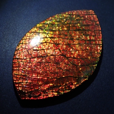 アンモナイト　ルース