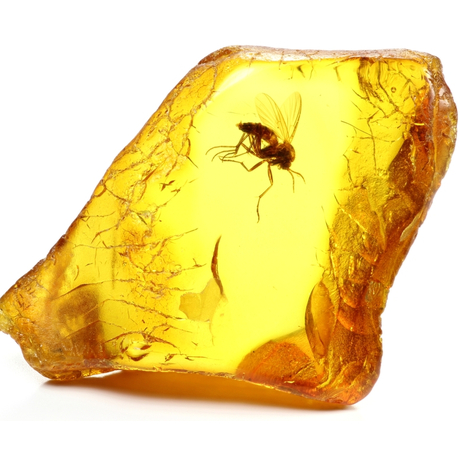 虫入り琥珀