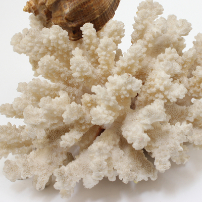 白珊瑚