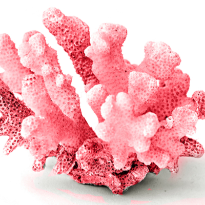 桃色珊瑚