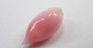 コンクパール